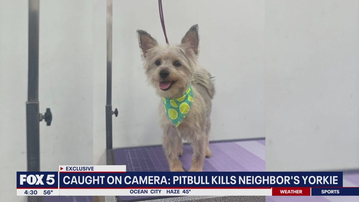 Pitbull kills neighbor's Yorkie in Prince George's County